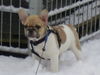 Französische Bulldogge Hund