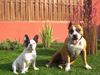 Französische Bulldogge Foto: Bonni & Mexx (ID 35129) Französische Bulldogge Hund