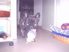 Französische Bulldogge Hund
