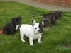 Französische Bulldogge Foto: LA AQUITAINE-C-WURF (ID 31344) Französische Bulldogge Hund