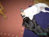 Französische Bulldogge Foto: Welpen im März (ID 29206) Französische Bulldogge Hund