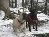 Französische Bulldogge Foto: Tel : 02166-124805 (ID 29208) Französische Bulldogge Hund