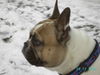 Französische Bulldogge Foto: Tel : 02166-124805 (ID 29211) Französische Bulldogge Hund