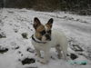 Französische Bulldogge Foto: Welpen im März (ID 29205) Französische Bulldogge Hund