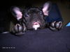 Französische Bulldogge Hund