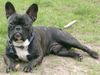 Französische Bulldogge Hund