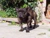 Französische Bulldogge Foto: Dies ist meine Franz. Bulldogge (ID 20626) Französische Bulldogge Hund