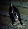 Französische Bulldogge Hund