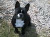 Französische Bulldogge Hund