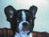 Französische Bulldogge Hund