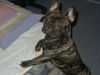 Französische Bulldogge Hund