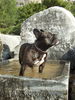 Französische Bulldogge Foto: Bimbim im Hunde-Hamam (ID 41408) Französische Bulldogge Hund