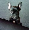 Französische Bulldogge Hund