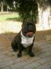 Französische Bulldogge Foto: Lord Vader (ID 42909) Französische Bulldogge Hund