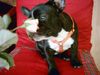 Französische Bulldogge Hund