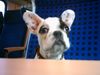 Französische Bulldogge Hund