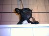Französische Bulldogge Hund