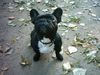 Französische Bulldogge Hund