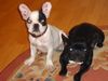 Französische Bulldogge Hund