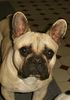 Französische Bulldogge Hund