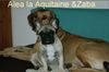 Französische Bulldogge Hund