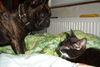 Französische Bulldogge Foto: Balu mit Kampfkatze (ID 35209) Französische Bulldogge Hund