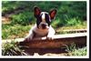 Französische Bulldogge Hund