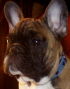Französische Bulldogge Foto: Belmondo (ID 30936) Französische Bulldogge Hund