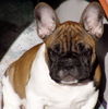 Französische Bulldogge Foto: Belmondo (ID 30902) Französische Bulldogge Hund