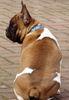 Französische Bulldogge Foto: Belmondo (ID 30970) Französische Bulldogge Hund