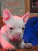 Französische Bulldogge Hund