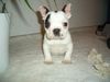 Französische Bulldogge Foto: Kira aus N.B (ID 28728) Französische Bulldogge Hund