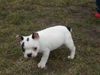 Französische Bulldogge Foto: kira´s erster tag bei mir (ID 28470) Französische Bulldogge Hund