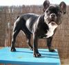 Französische Bulldogge Hund