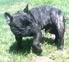Französische Bulldogge Hund