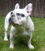 Französische Bulldogge Foto: agent99 (ID 45523) Französische Bulldogge Hund