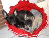 Französische Bulldogge Foto: Amanda & Baffi gerade ausgeschlafen (ID 22225) Französische Bulldogge Hund