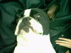 Französische Bulldogge Hund