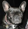 Französische Bulldogge Hund