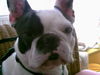 Französische Bulldogge Foto: Jasper closeup (ID 24354) Französische Bulldogge Hund