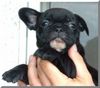 Französische Bulldogge Foto: b-puppie (ID 45524) Französische Bulldogge Hund