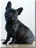 Französische Bulldogge Foto: frenchbulldog babyface (ID 45519) Französische Bulldogge Hund