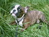 Französische Bulldogge Foto: Frauchen sagt: Ich bin sooo süß und frech (ID 39388) Französische Bulldogge Hund