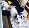 Französische Bulldogge Hund