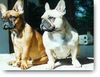 Französische Bulldogge Hund
