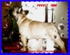 Französische Bulldogge Hund