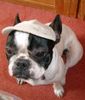 Französische Bulldogge Hund