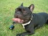 Französische Bulldogge Hund
