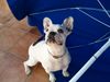 Französische Bulldogge Hund