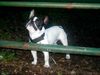 Französische Bulldogge Hund